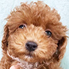トイプードルのレッドの男の子(2025年12月28日生まれ)