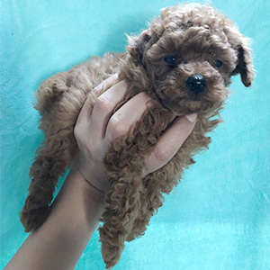 タイニープードルのレッドの女の子|2026年2月7日生まれ|No.11166|画像0枚目