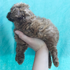 タイニープードルのレッドの女の子|2026年2月7日生まれ|No.11166|画像1枚目