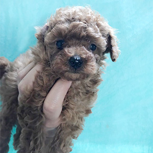 タイニープードルのレッドの女の子|2026年2月7日生まれ|No.11166|画像2枚目