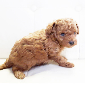 タイニープードルのレッドの女の子|2026年2月19日生まれ|No.11163|画像0枚目