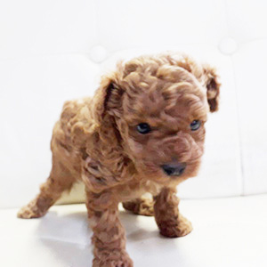 タイニープードルのレッドの女の子|2026年2月19日生まれ|No.11163|画像1枚目