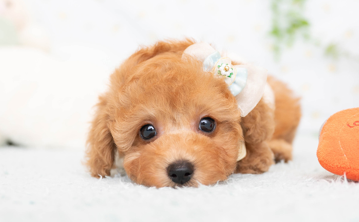 トイプードルのレッドの男の子|2026年2月8日生まれ|No.11168|画像0枚目