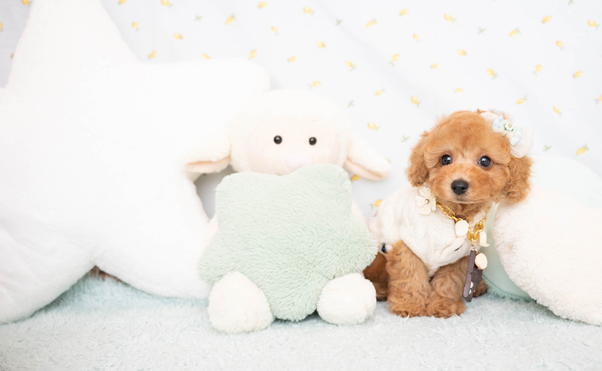 トイプードルのレッドの男の子|2026年2月8日生まれ|No.11168|画像2枚目