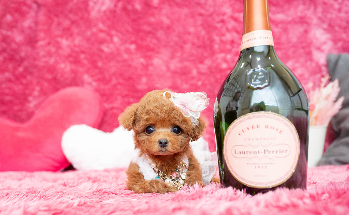 ティーカッププードルのレッドの女の子|2026年2月13日生まれ|No.11169|画像6枚目