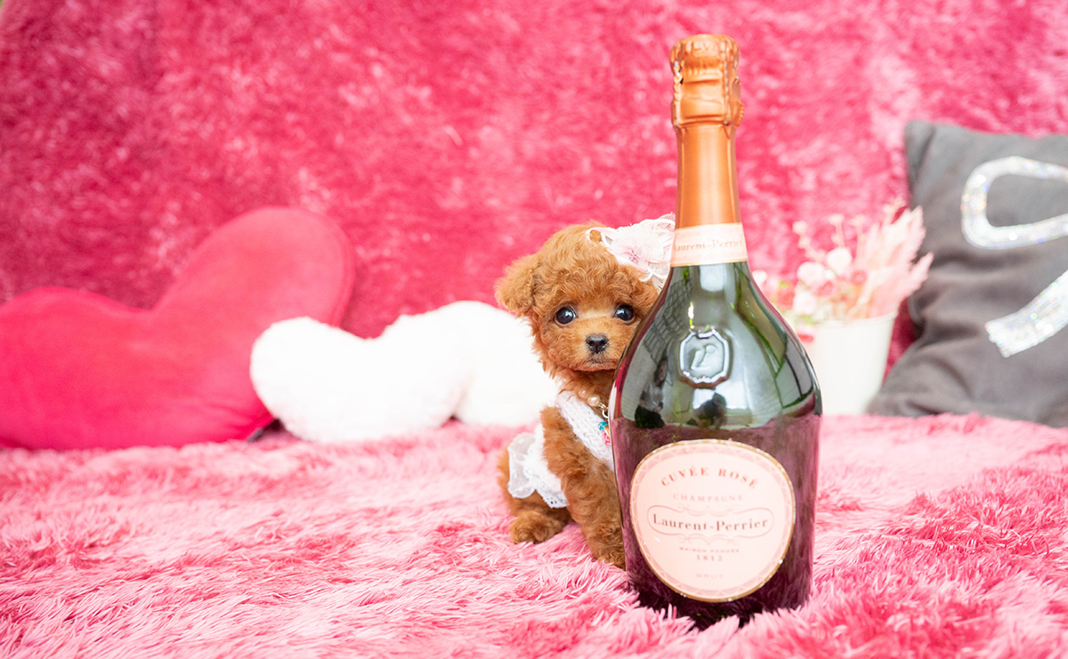 ティーカッププードルのレッドの女の子|2026年2月13日生まれ|No.11169|画像3枚目