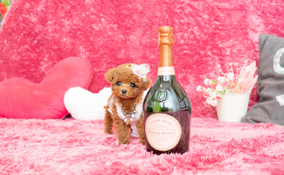 ティーカッププードルのレッドの女の子|2026年2月13日生まれ|No.11169|画像4枚目