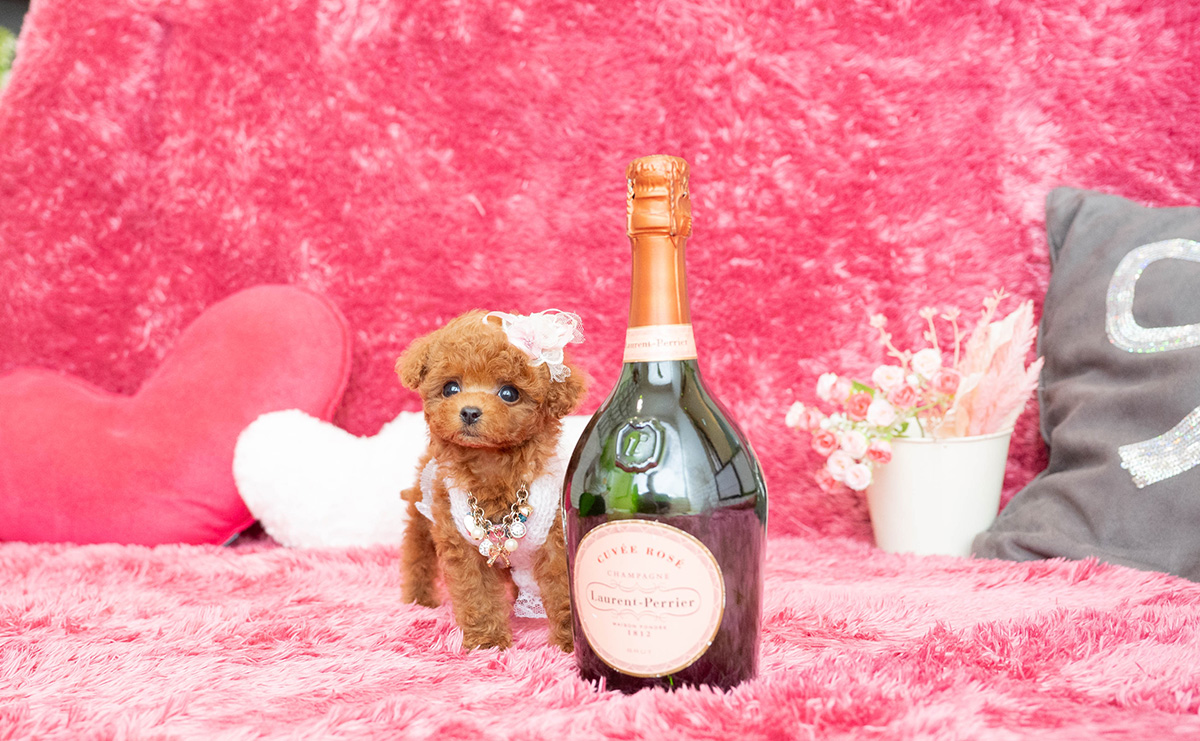 ティーカッププードルのレッドの女の子|2026年2月13日生まれ|No.11169|画像5枚目