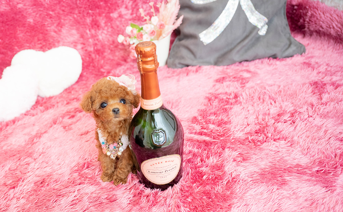 ティーカッププードルのレッドの女の子|2026年2月13日生まれ|No.11169|画像2枚目