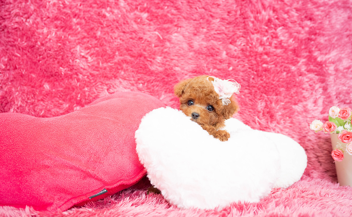 ティーカッププードルのレッドの女の子|2026年2月13日生まれ|No.11169|画像7枚目