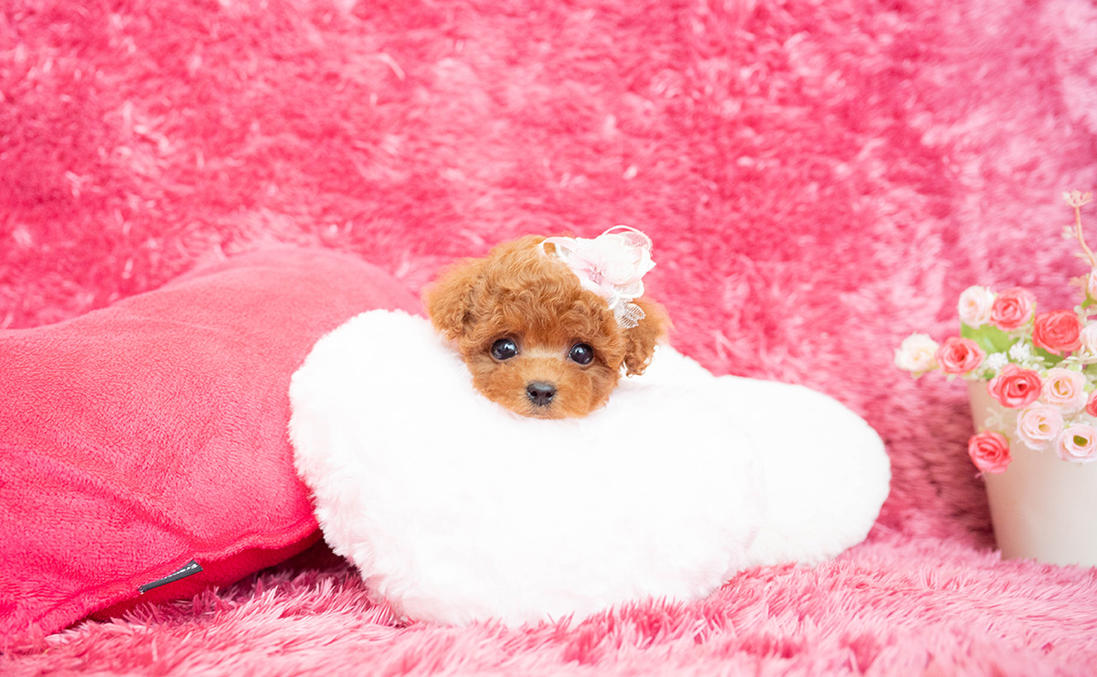 ティーカッププードルのレッドの女の子|2026年2月13日生まれ|No.11169|画像8枚目