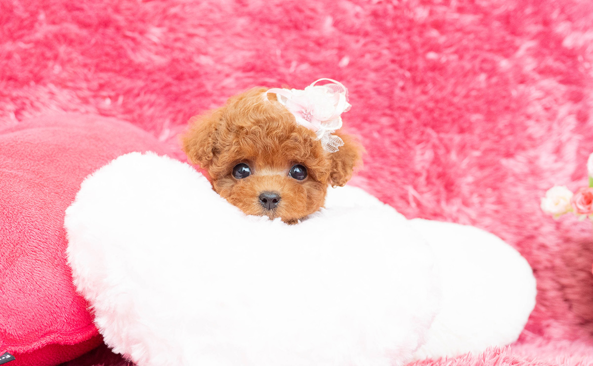 ティーカッププードルのレッドの女の子|2026年2月13日生まれ|No.11169|画像0枚目