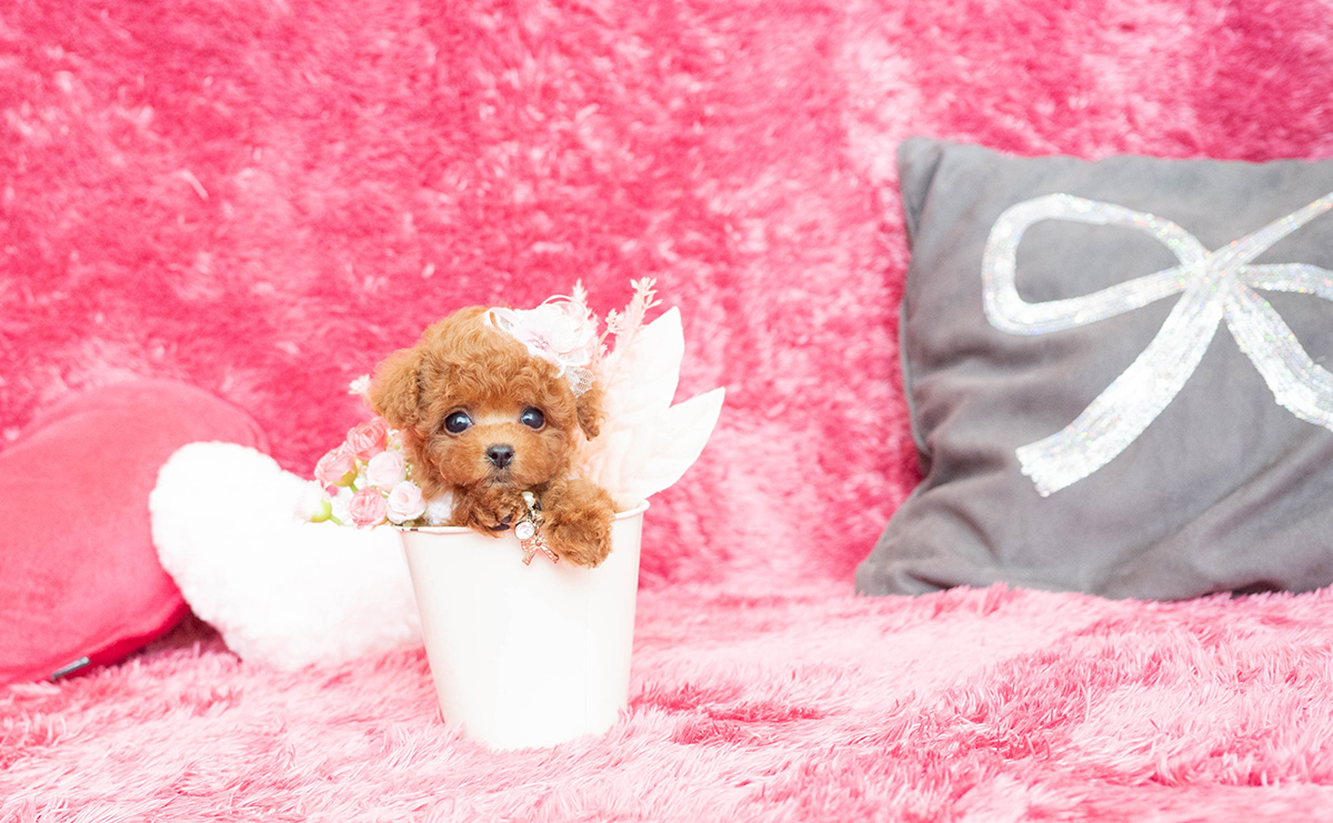 ティーカッププードルのレッドの女の子|2026年2月13日生まれ|No.11169|画像1枚目