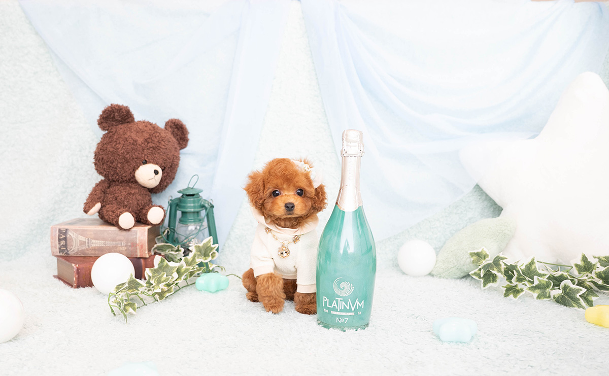 タイニープードルのレッドの男の子|2026年2月8日生まれ|No.11182|画像2枚目