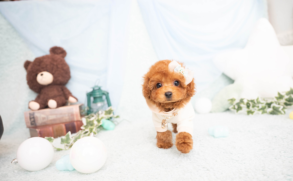 タイニープードルのレッドの男の子|2026年2月8日生まれ|No.11182|画像1枚目