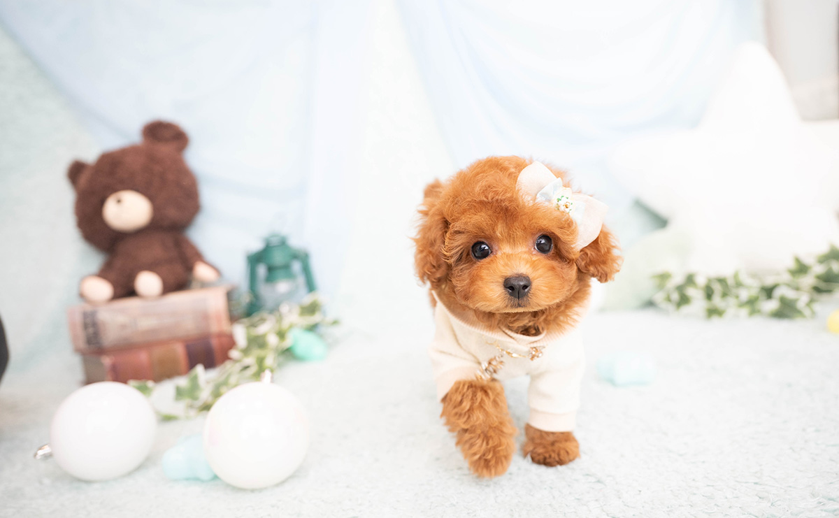 タイニープードルのレッドの男の子|2026年2月8日生まれ|No.11182|画像0枚目