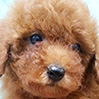 トイプードルのレッドの男の子(2026年2月10日生まれ)