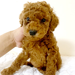 トイプードルのレッドの女の子|2026年3月17日生まれ|No.11209|画像3枚目
