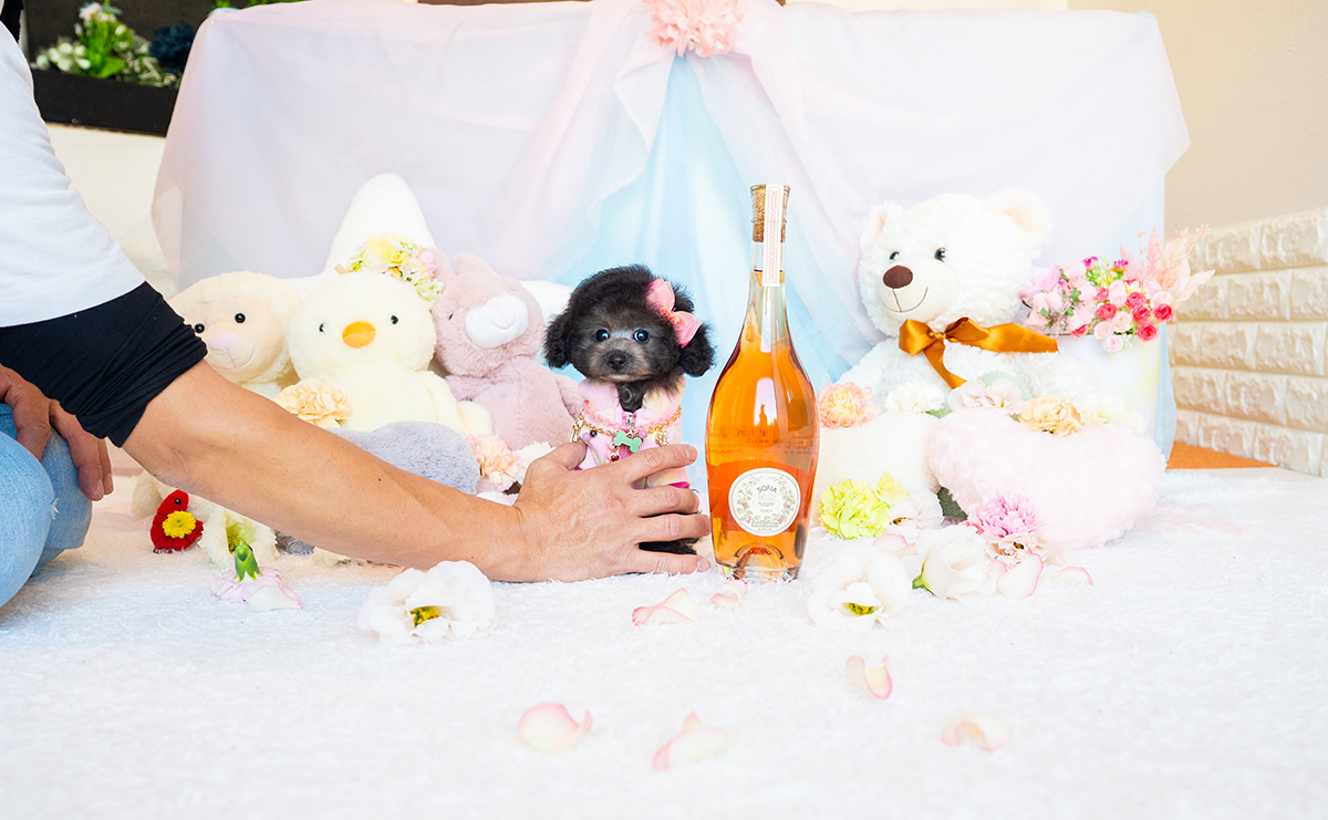 ティーカッププードルのシルバーの女の子|2025年9月1日生まれ|No.10940|画像1枚目