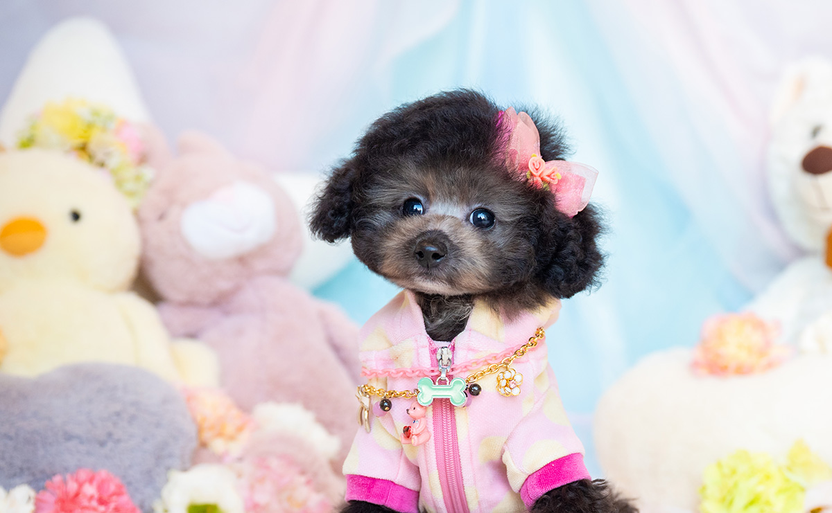 ティーカッププードルのシルバーの女の子|2025年9月1日生まれ|No.10940|画像2枚目