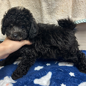 トイプードルのシルバーの男の子|2025年9月27日生まれ|No.10961|画像0枚目