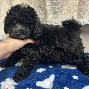 トイプードルのシルバーの男の子|2025年9月27日生まれ|No.10961|画像1枚目