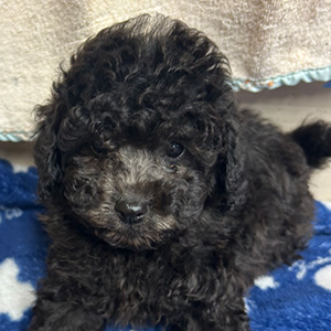 トイプードルのシルバーの男の子|2025年9月27日生まれ|No.10961|画像2枚目