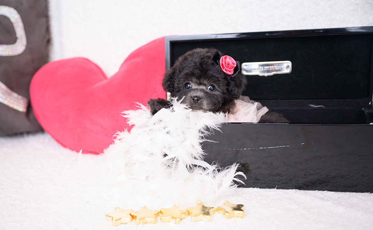 ティーカッププードルのシルバーの女の子|2025年12月4日生まれ|No.11068|画像2枚目