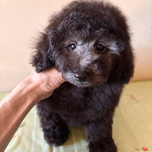 トイプードルのシルバーの男の子|2025年11月24日生まれ|No.11076|画像0枚目