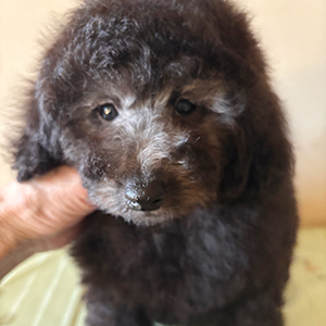 トイプードルのシルバーの男の子|2025年11月24日生まれ|No.11076|画像1枚目