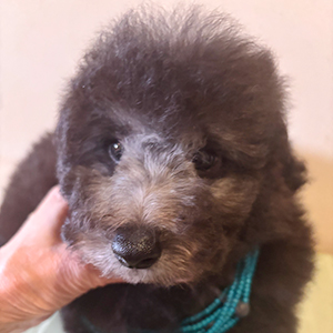 トイプードルのシルバーの男の子|2025年11月24日生まれ|No.11082|画像0枚目