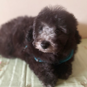 トイプードルのシルバーの男の子|2025年11月24日生まれ|No.11082|画像2枚目