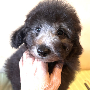 トイプードルのシルバーの男の子|2025年11月24日生まれ|No.11082|画像3枚目