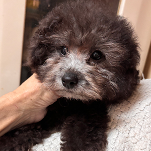 タイニープードルのシルバーの女の子|2025年11月3日生まれ|No.11103|画像1枚目