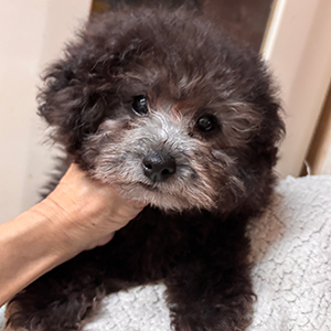 タイニープードルのシルバーの女の子|2025年11月3日生まれ|No.11103|画像3枚目