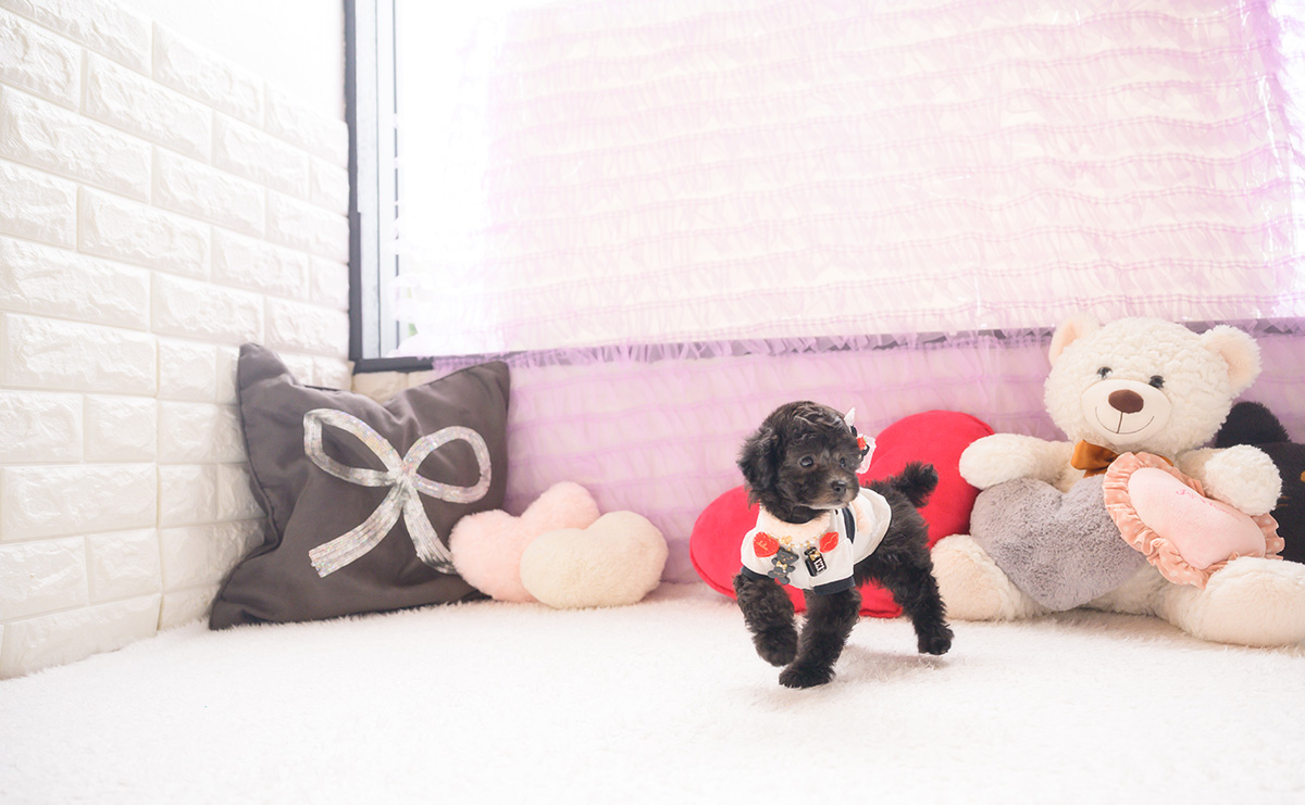 タイニープードルのシルバーの女の子|2026年2月26日生まれ|No.11183|画像1枚目