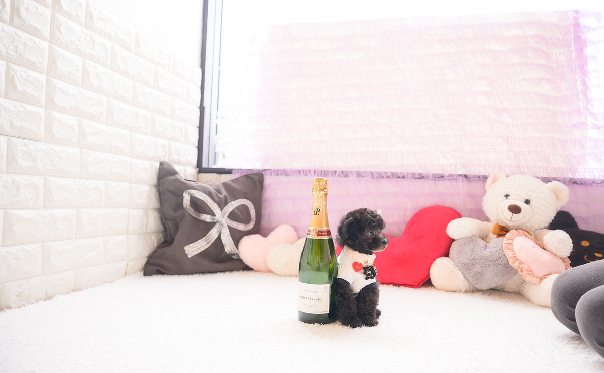 タイニープードルのシルバーの女の子|2026年2月26日生まれ|No.11183|画像2枚目