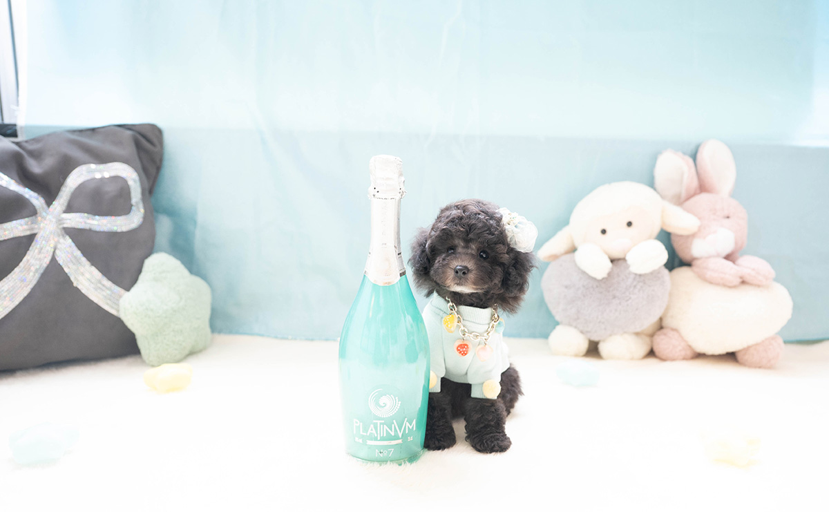 タイニープードルのシルバーの男の子|2026年2月26日生まれ|No.11187|画像2枚目