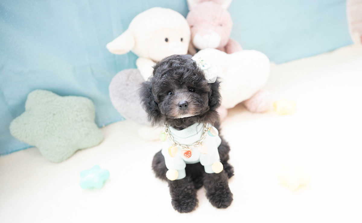 タイニープードルのシルバーの男の子|2026年2月26日生まれ|No.11187|画像0枚目