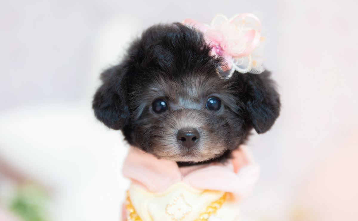 タイニープードルのシルバーの女の子|2026年6月20日生まれ|No.11360|画像0枚目