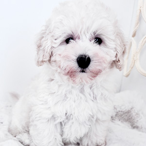 トイプードルのホワイトの男の子|2025年8月28日生まれ|No.10924|画像1枚目