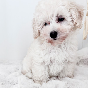 トイプードルのホワイトの男の子|2025年8月28日生まれ|No.10924|画像3枚目