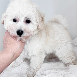 トイプードルのホワイトの男の子|2025年8月28日生まれ|No.10924|画像4枚目