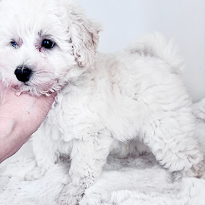 トイプードルのホワイトの男の子|2025年8月28日生まれ|No.10924|画像5枚目