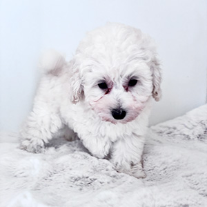 トイプードルのホワイトの男の子|2025年8月28日生まれ|No.10924|画像6枚目