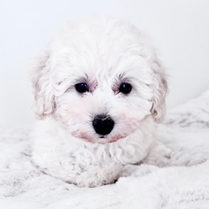 トイプードルのホワイトの男の子|2025年8月28日生まれ|No.10924|画像7枚目