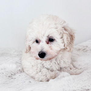 トイプードルのホワイトの男の子|2025年8月28日生まれ|No.10924|画像8枚目