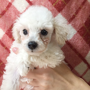 トイプードルのホワイトの男の子|2025年9月2日生まれ|No.10958|画像0枚目