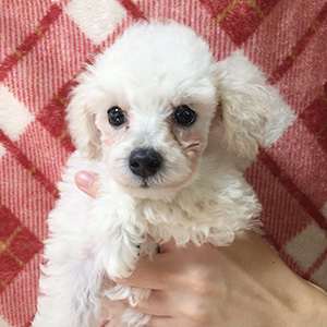 トイプードルのホワイトの男の子|2025年9月2日生まれ|No.10958|画像1枚目