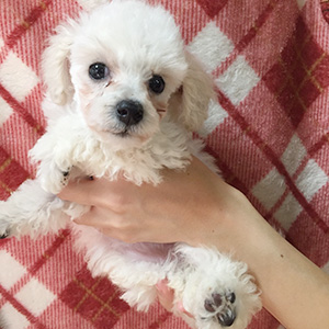 トイプードルのホワイトの男の子|2025年9月2日生まれ|No.10958|画像2枚目